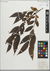 Foto von Salix pentandra L.